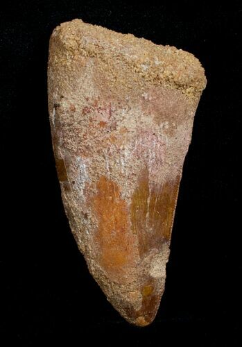 Big, Thick Inch Carcharodontosaurus Tooth #4225